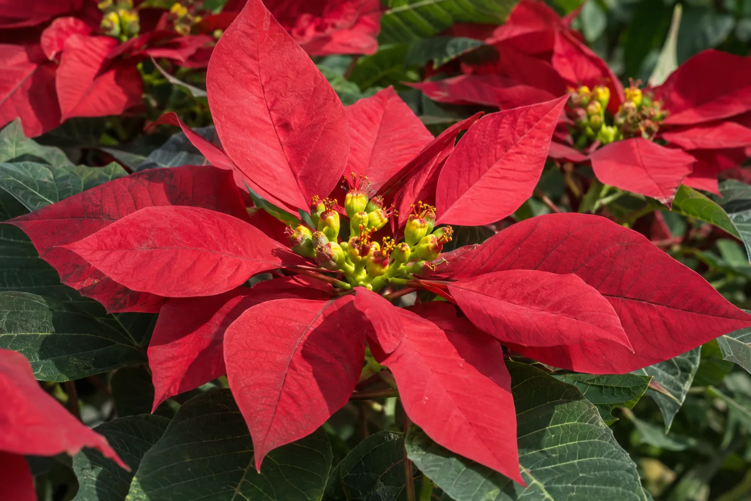 Close-up of red poinsettia bracts with tight yellow-green flower buds at the center