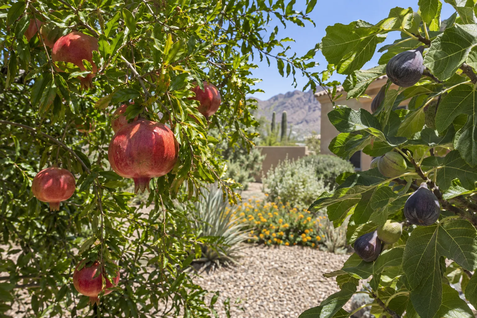 Ripe pomegranates and figs on branches in bright desert sunlight