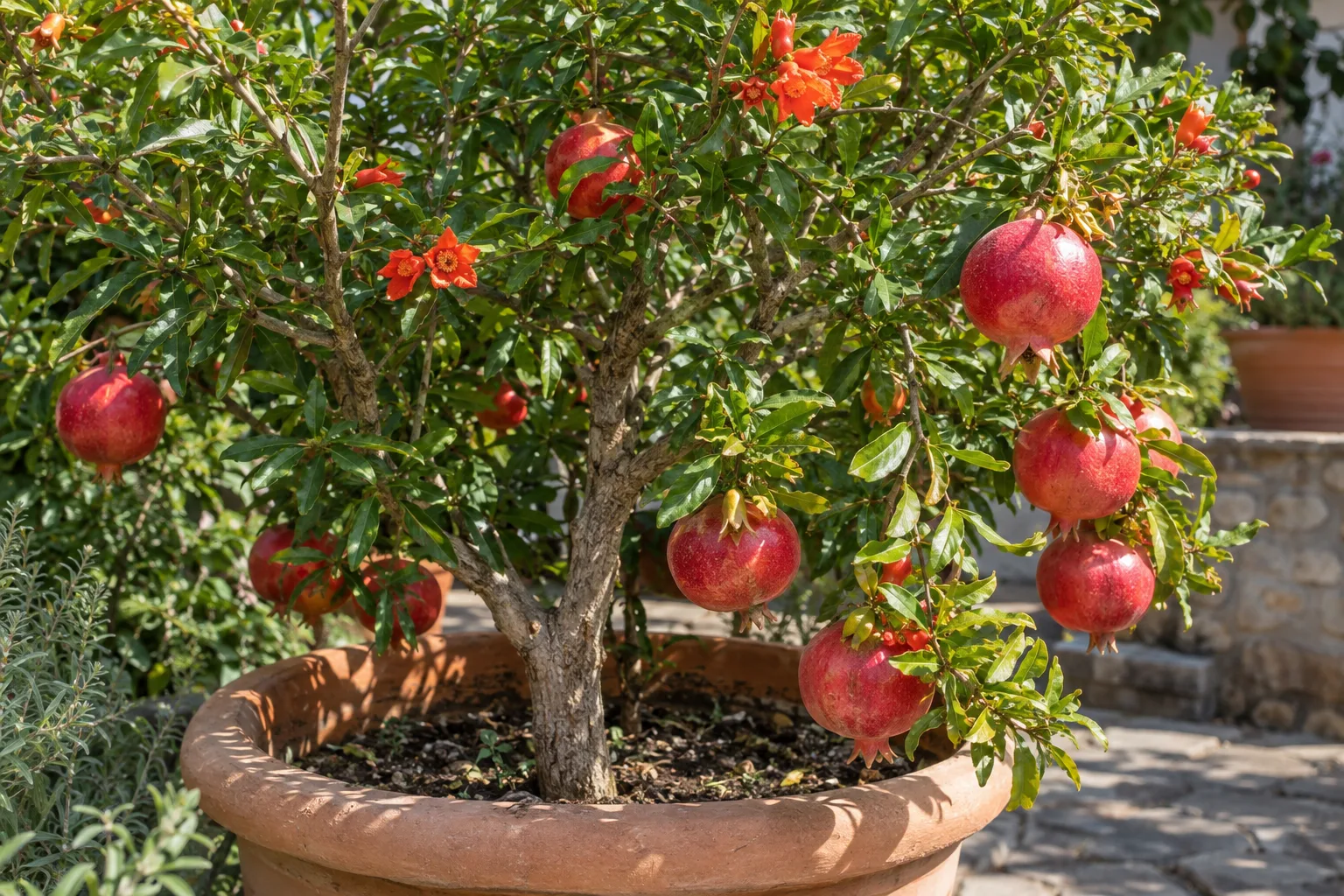 Pomegranate tree with ripe red fruit growing in a large container outdoors