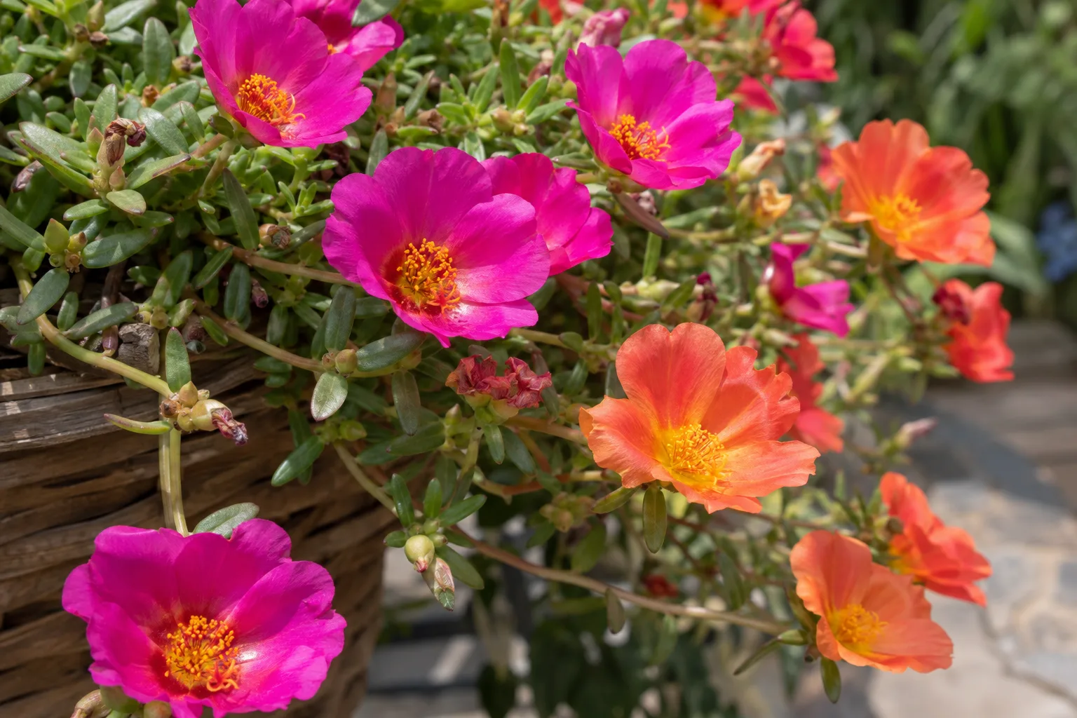 Magenta and orange portulaca flowers open in full sun spilling over the rim of a hanging basket
