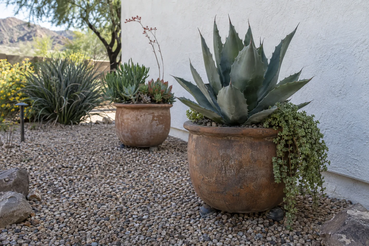 Potted succulents on pot feet a foot away from a stucco wall in Queen Creek