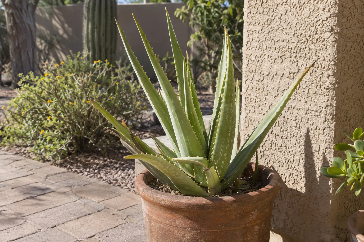 Potted aloe vera with thick spiked leaves on a sunny Queen Creek patio