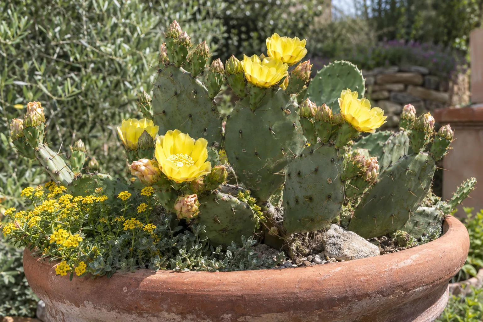 Prickly pear in a wide terracotta pot with yellow flowers in spring