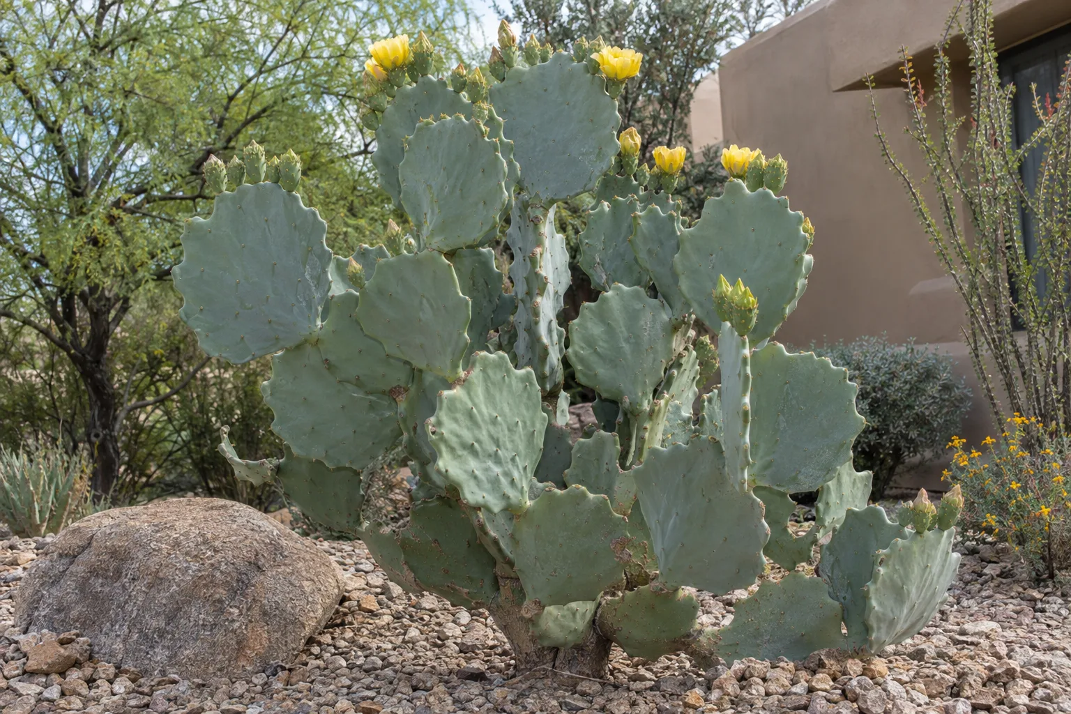 Old Mexico prickly pear with large wavy-edged, nearly spineless pads and yellow flowers in gravel