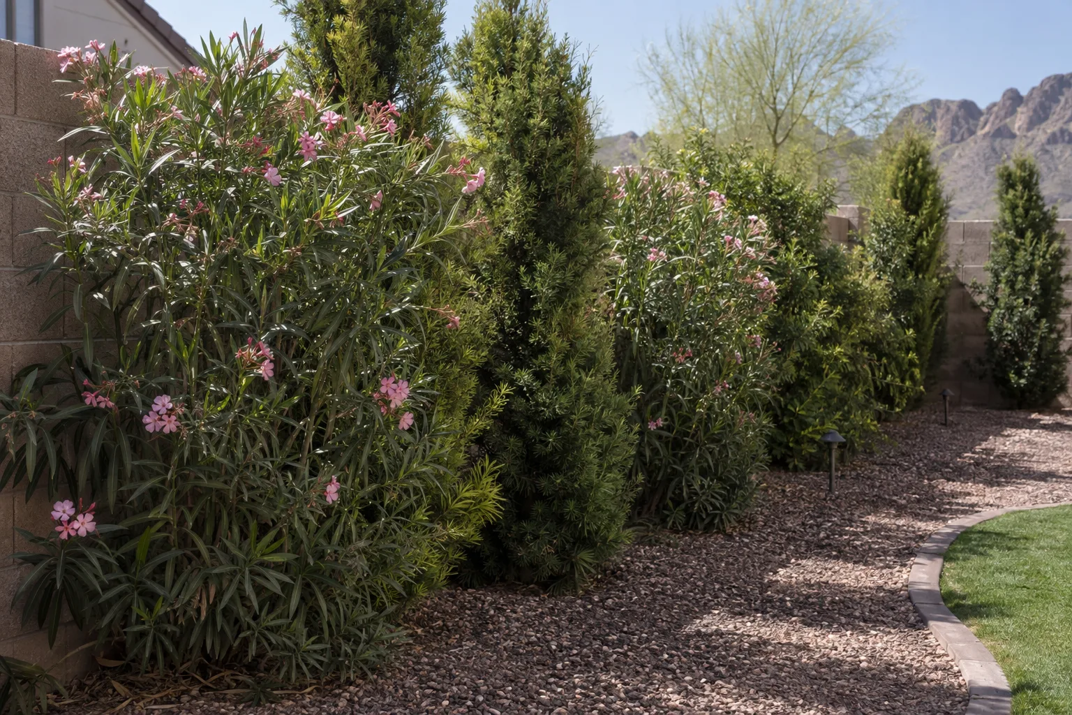 Layered privacy hedge of shrubs and evergreens growing along a tan block wall in a backyard