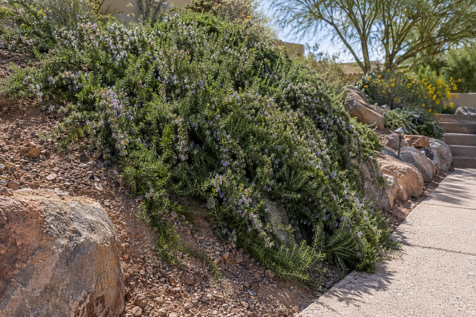 Prostrate rosemary with blue flowers cascading down a sunny desert slope