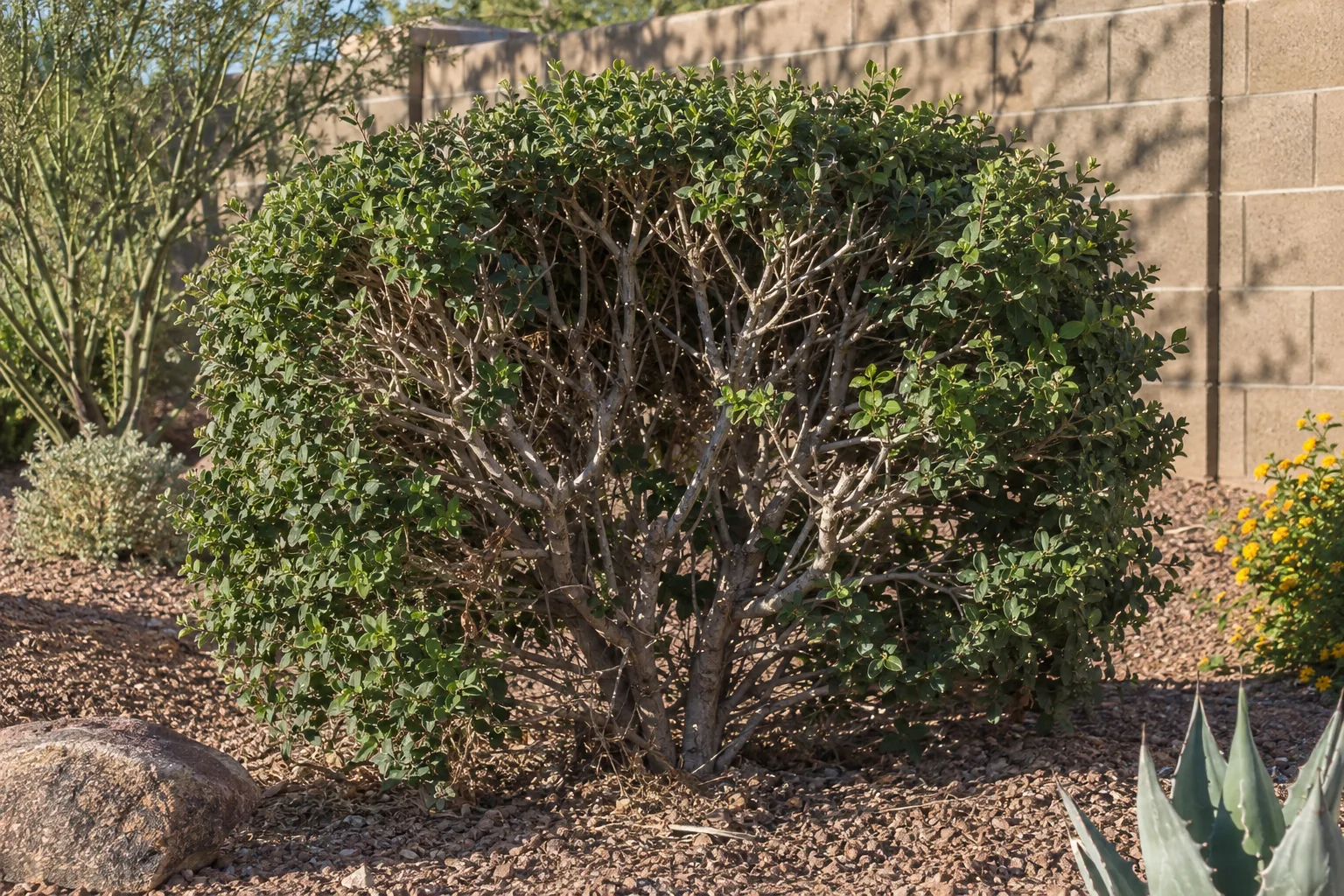 Freshly pruned desert shrub with exposed inner branches in harsh afternoon sunlight