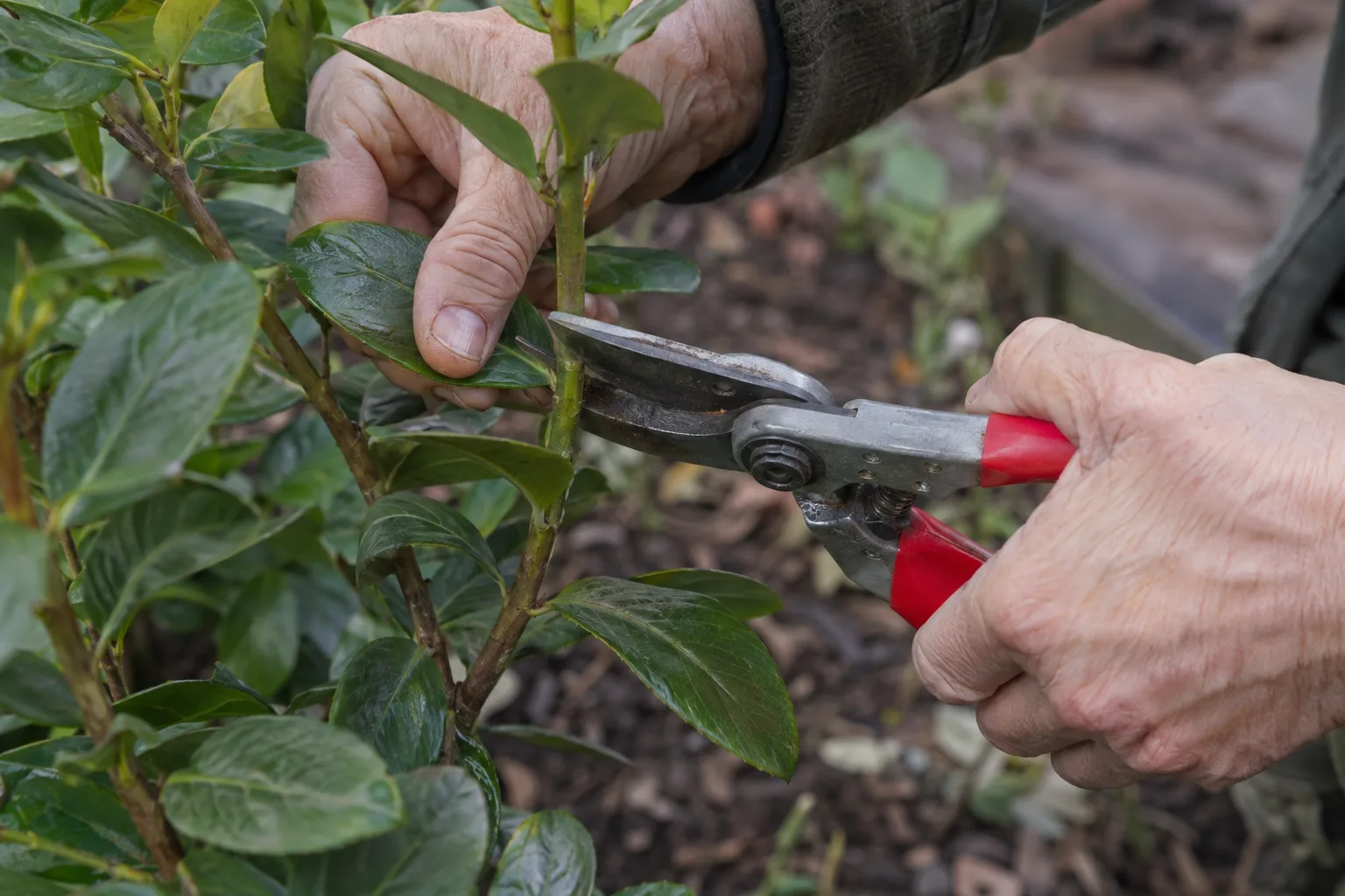 Gloved hands cutting a lantana stem at an angle just above a leaf node
