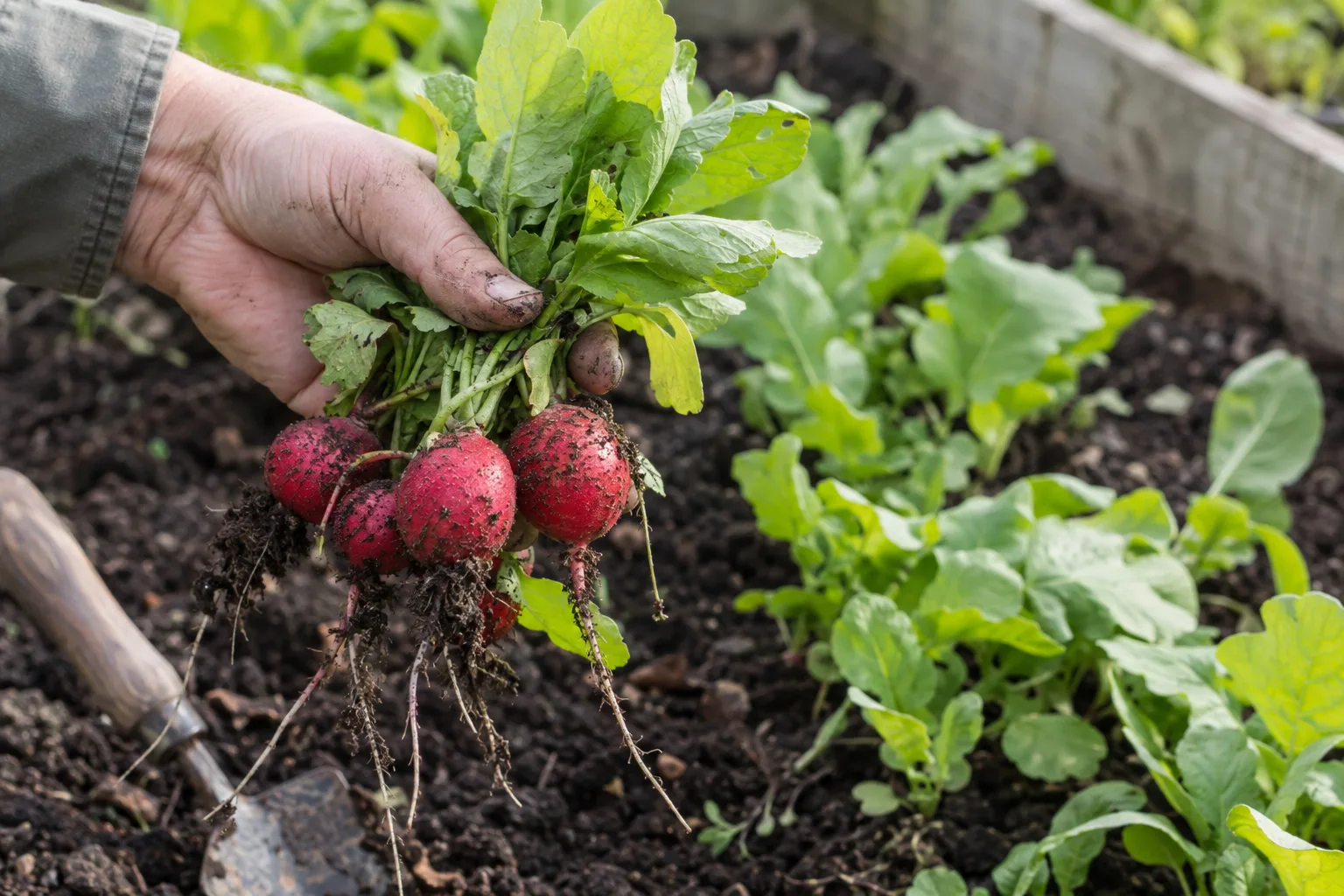 Hand holding freshly pulled red radishes above a vegetable bed with dark compost