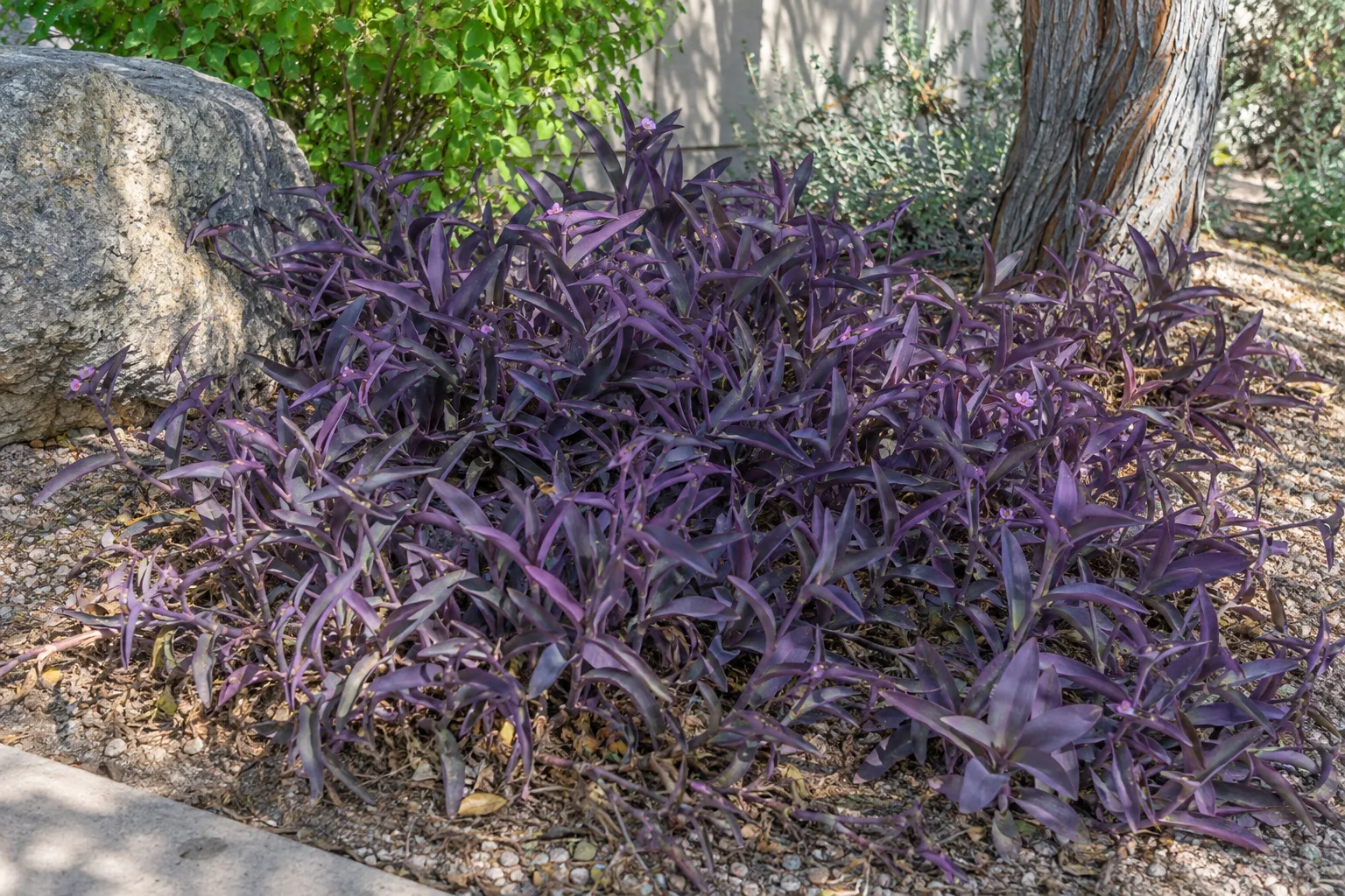 Purple heart groundcover with deep purple foliage spreading beneath a shade tree