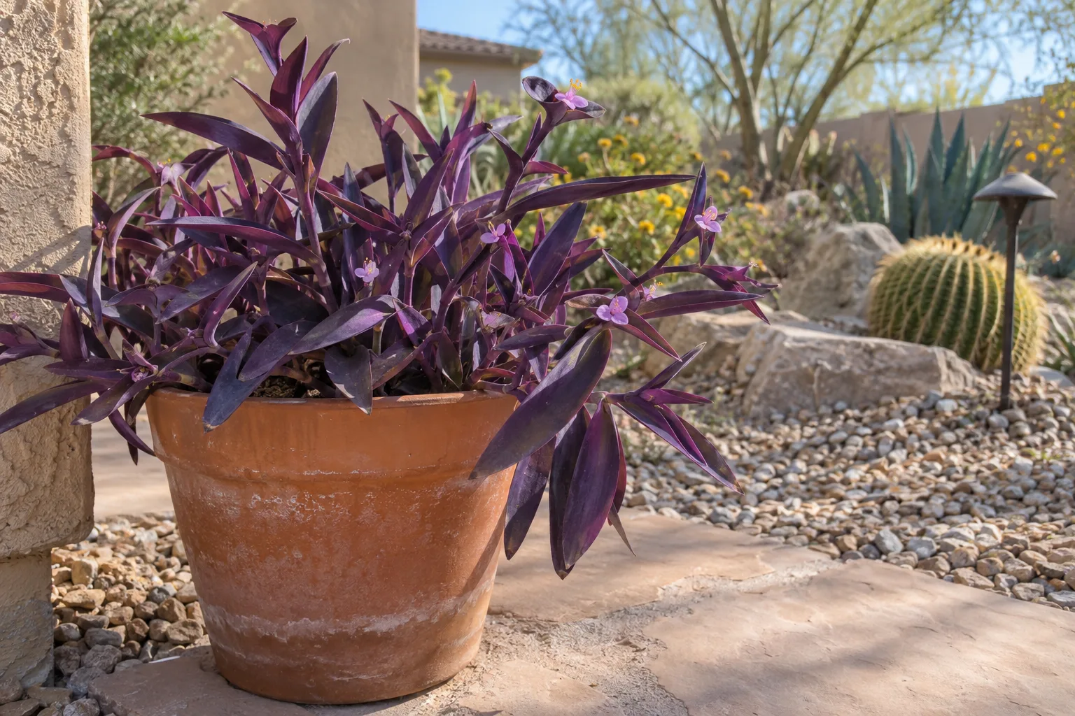 Deep purple heart foliage in a terracotta pot lit by soft morning sun