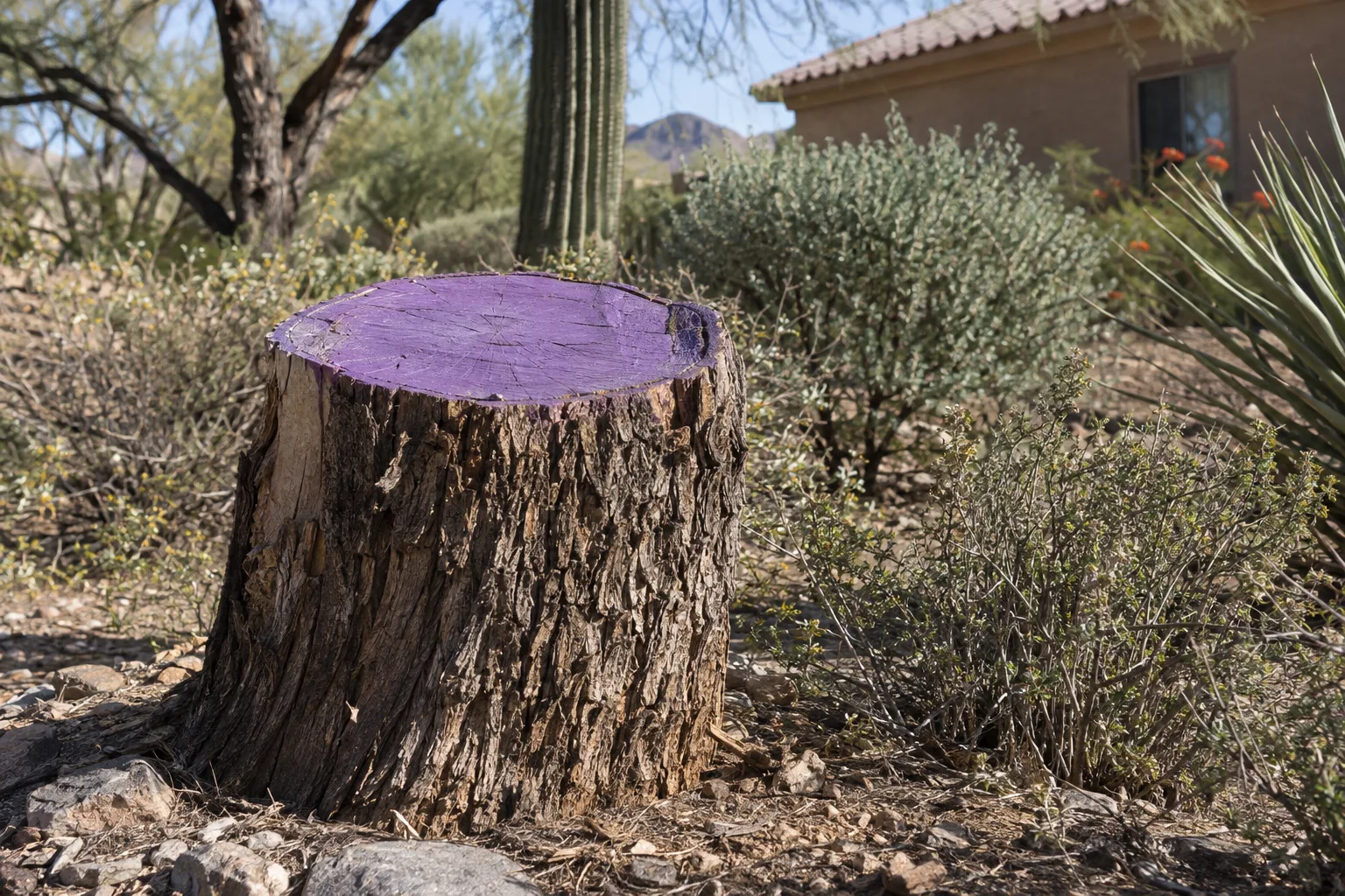 Cut tree stump with purple paint on its top surface in dry desert scrub