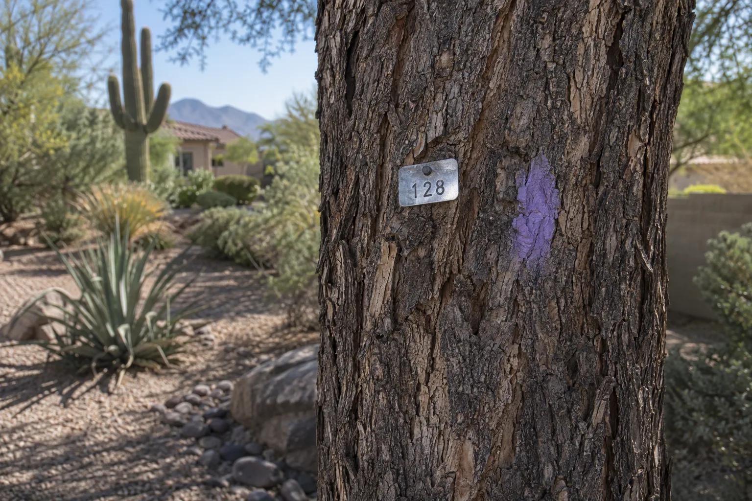 Numbered metal tag nailed to a tree trunk beside a purple paint mark