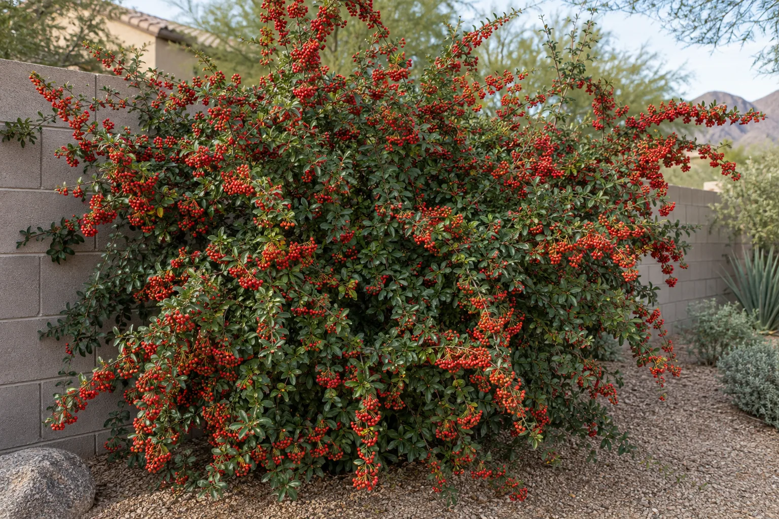 Victory pyracantha, a large arching thorny shrub loaded with clusters of dark red berries, against a block wall