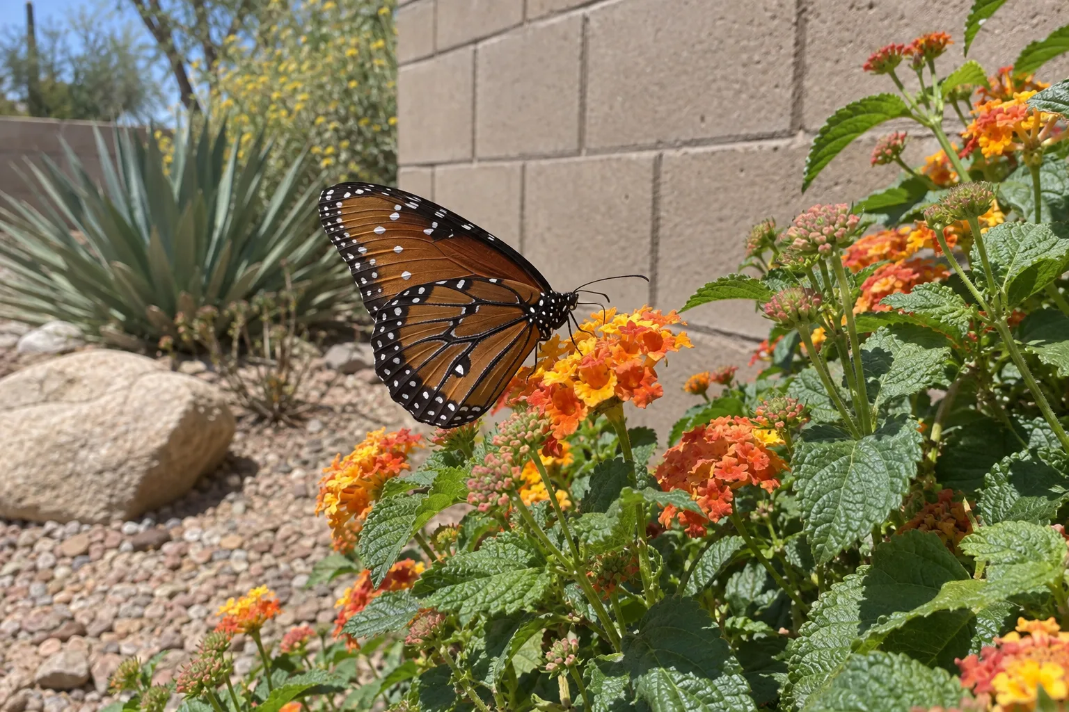 Queen butterfly feeding on orange and yellow lantana flowers beside a block wall