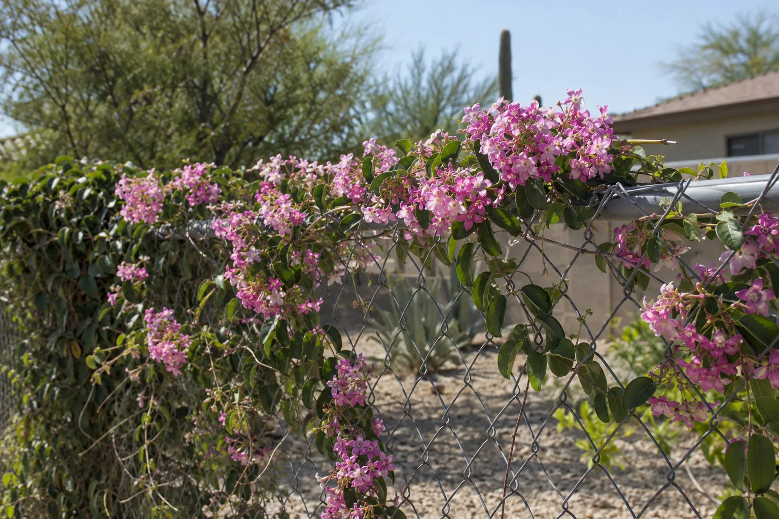 Pink queen's wreath flowers trailing along a chain-link fence in full sun