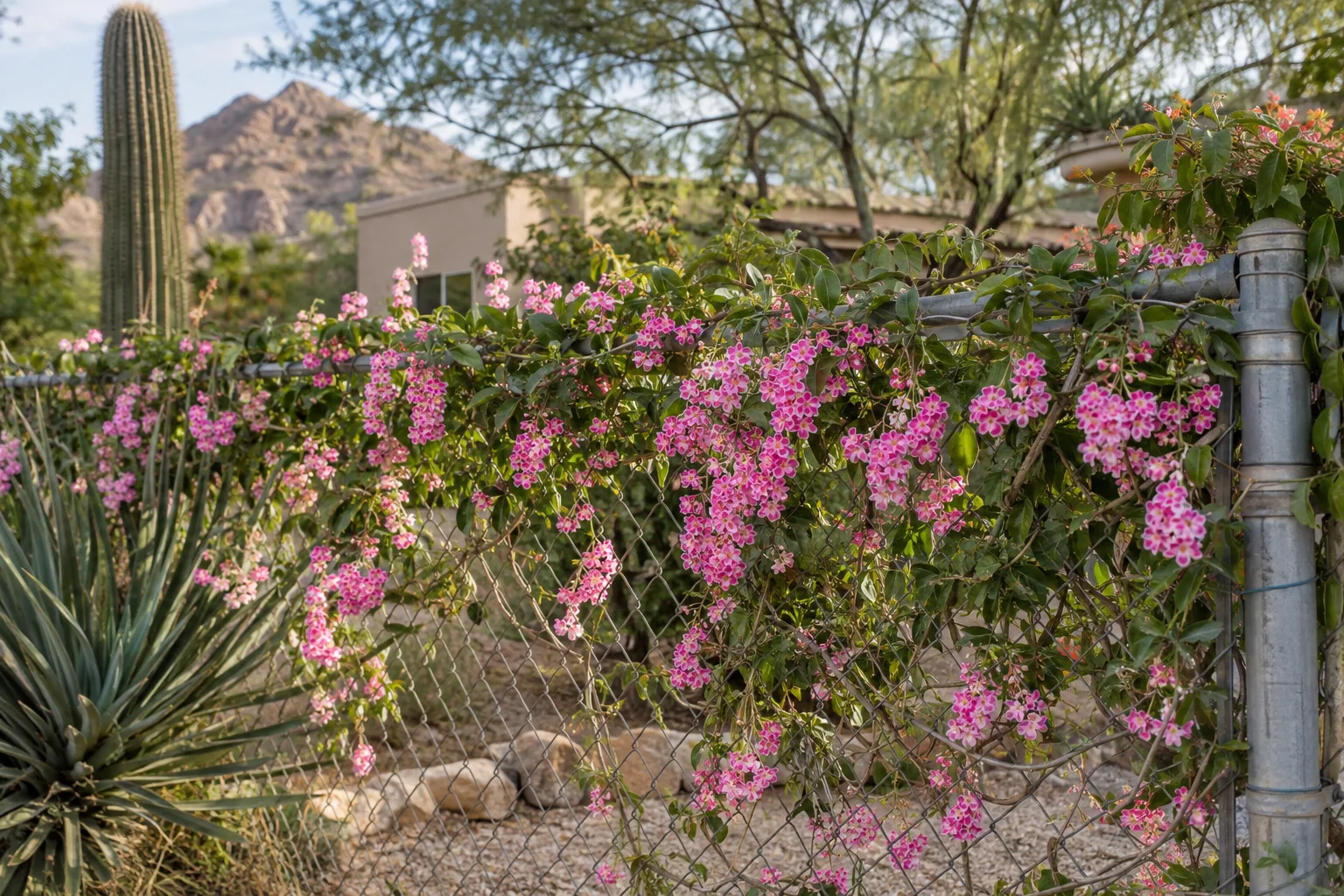 Chains of bright pink queen's wreath flowers draped over a chain-link fence in sun
