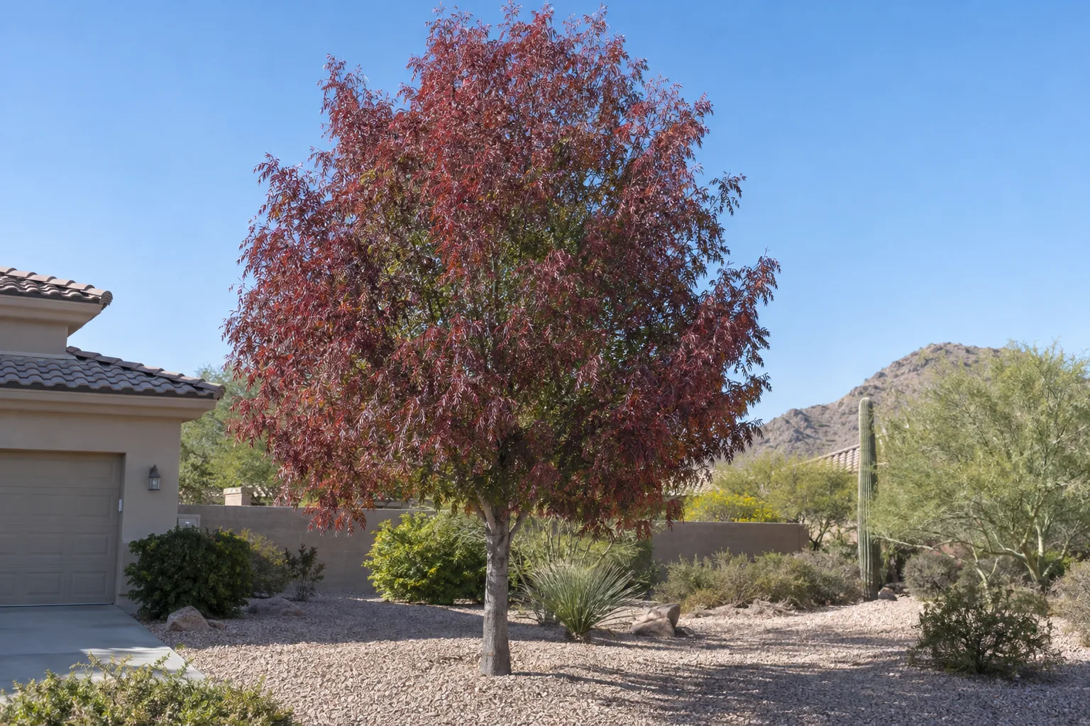 Raywood ash tree with a fine-textured canopy in burgundy to red-purple fall colour in a gravel front yard