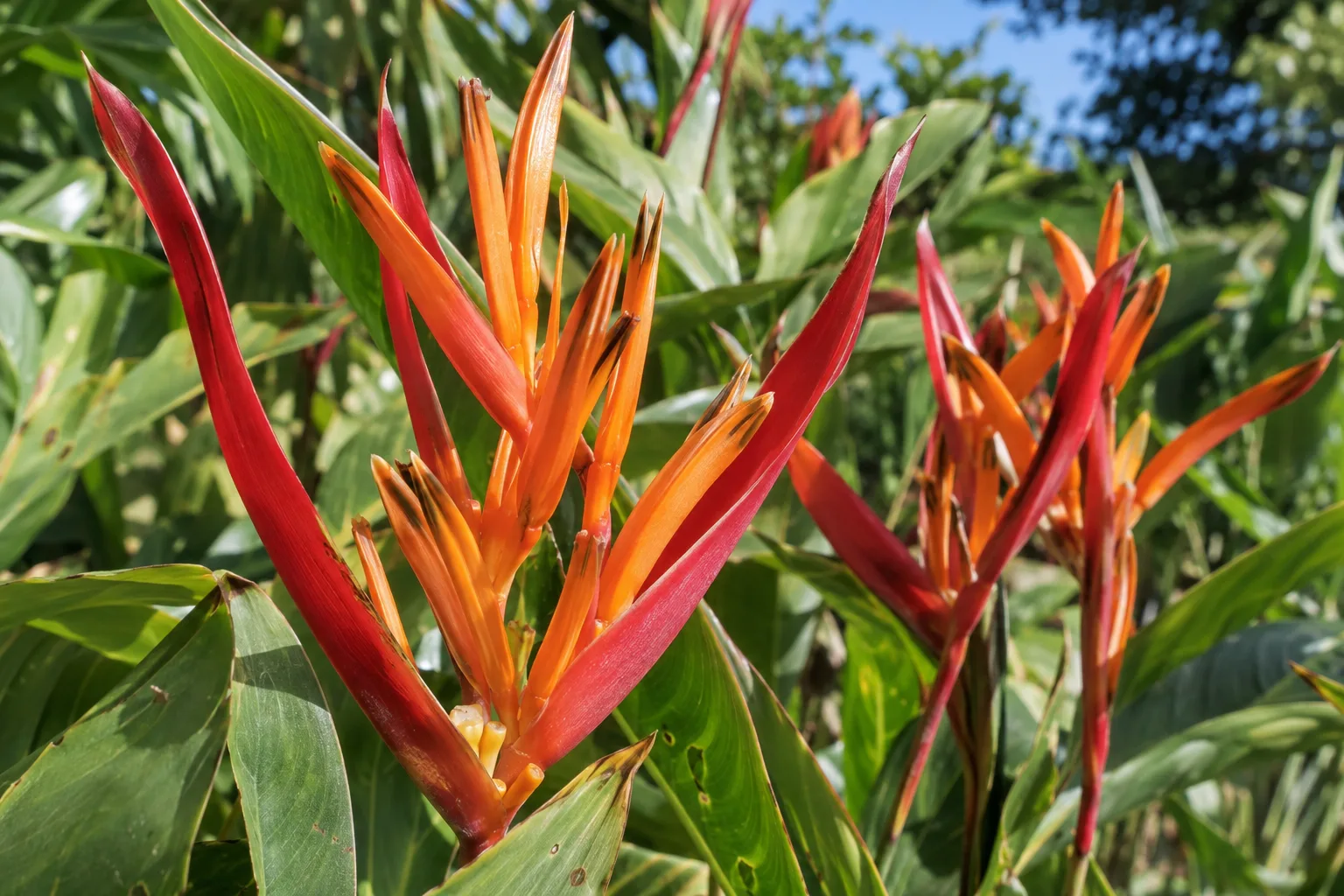Red bird of paradise shrub covered in orange-red flowers under full sun