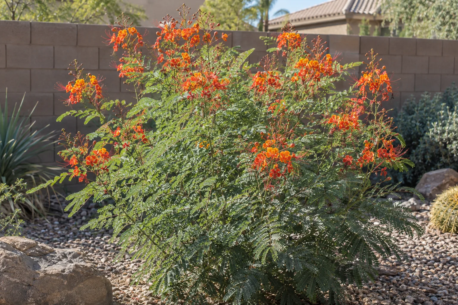 Red bird of paradise covered in orange and yellow flowers beside a block wall