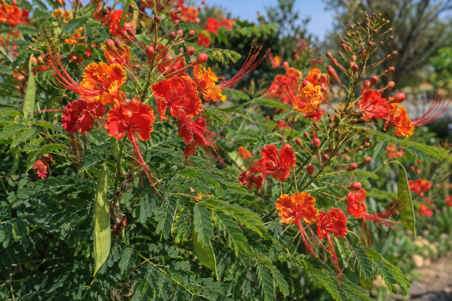 Red bird of paradise shrub covered in orange-red flowers in bright summer sunlight