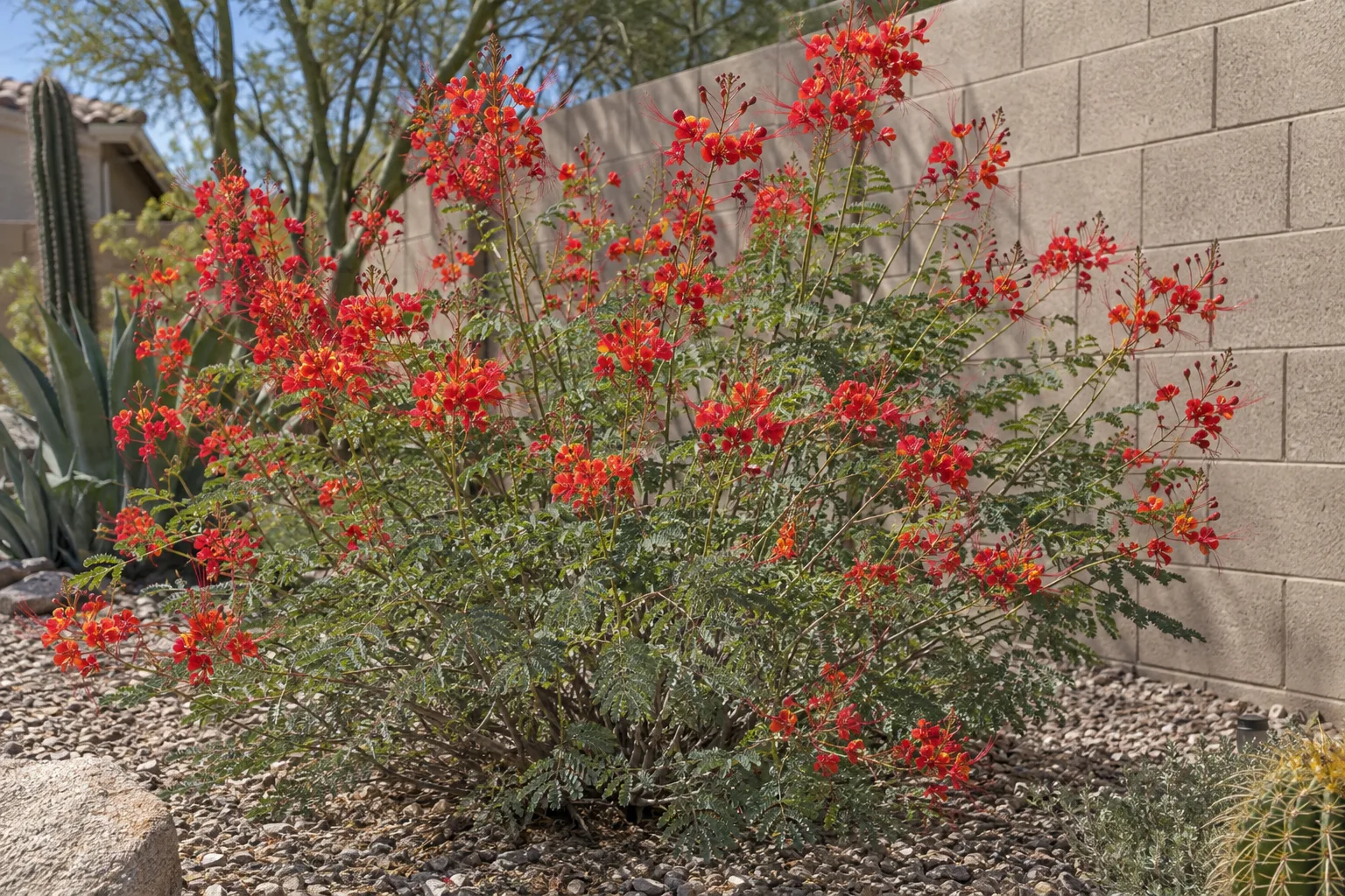 Red bird of paradise shrub covered in orange-red flowers beside a stucco wall