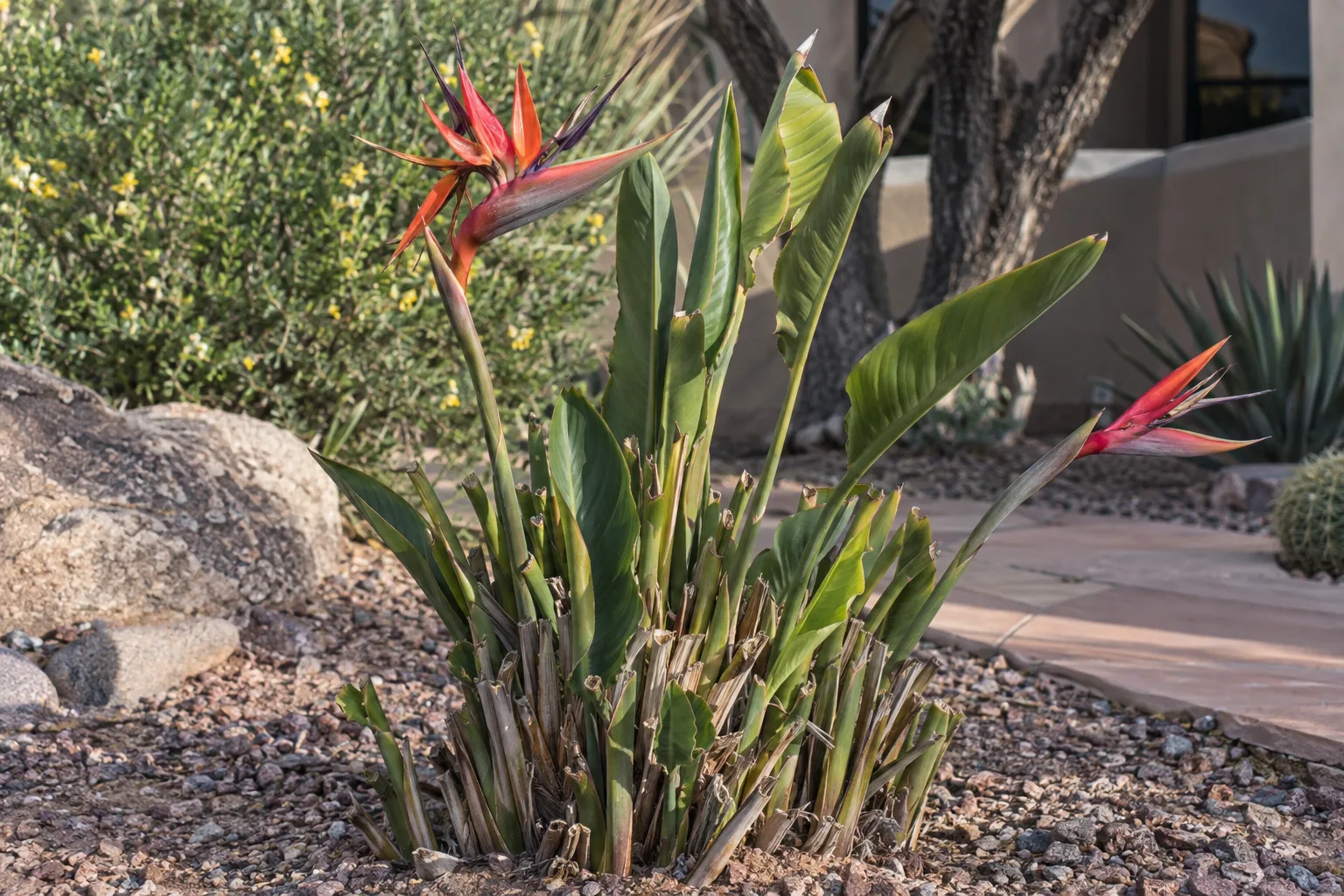 Red bird of paradise with fresh green shoots rising from a cut-back clump in Queen Creek