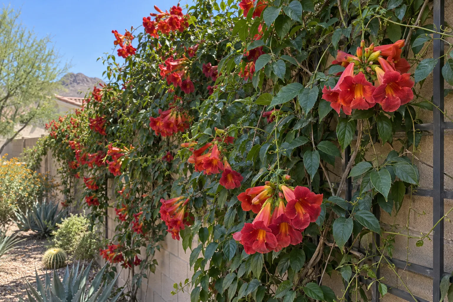 Red trumpet vine covering a block wall with clusters of large blood-red tubular flowers