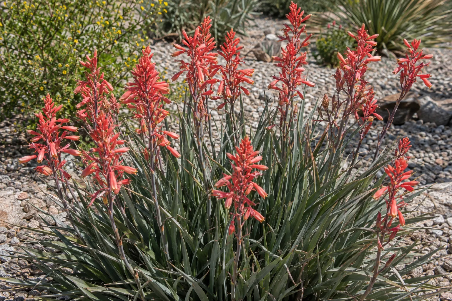 Red yucca clump with tall coral-red flower spikes growing in full sun over decomposed granite
