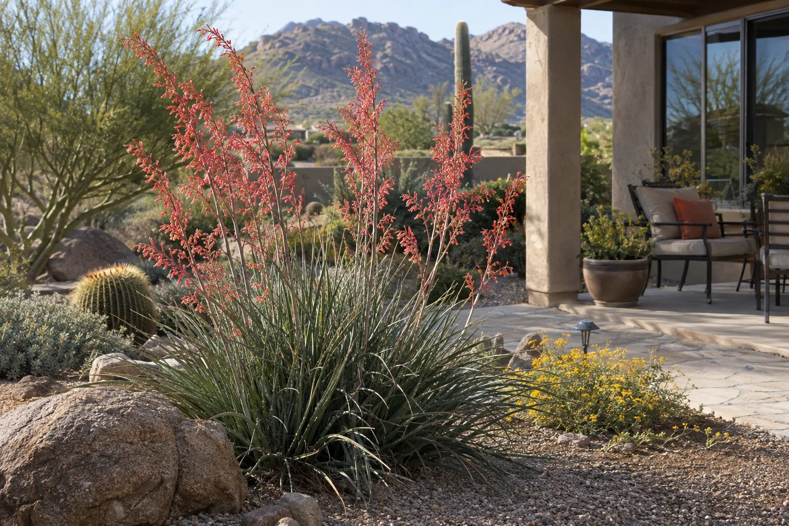 Red yucca clump with tall coral flower stalks in full sun next to a patio