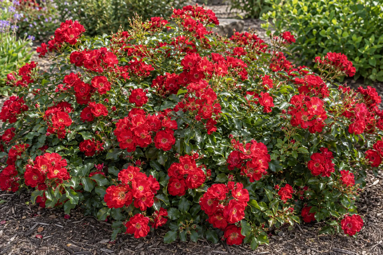 Grand Cover Red rose with clusters of bright red flowers on a low spreading mound