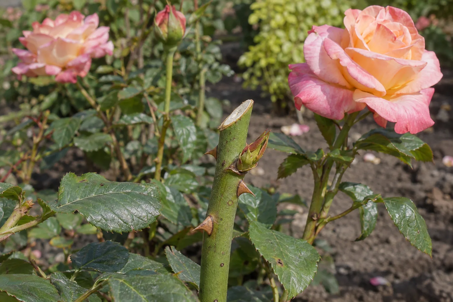 Freshly pruned rose cane cut at an angle just above an outward-facing bud