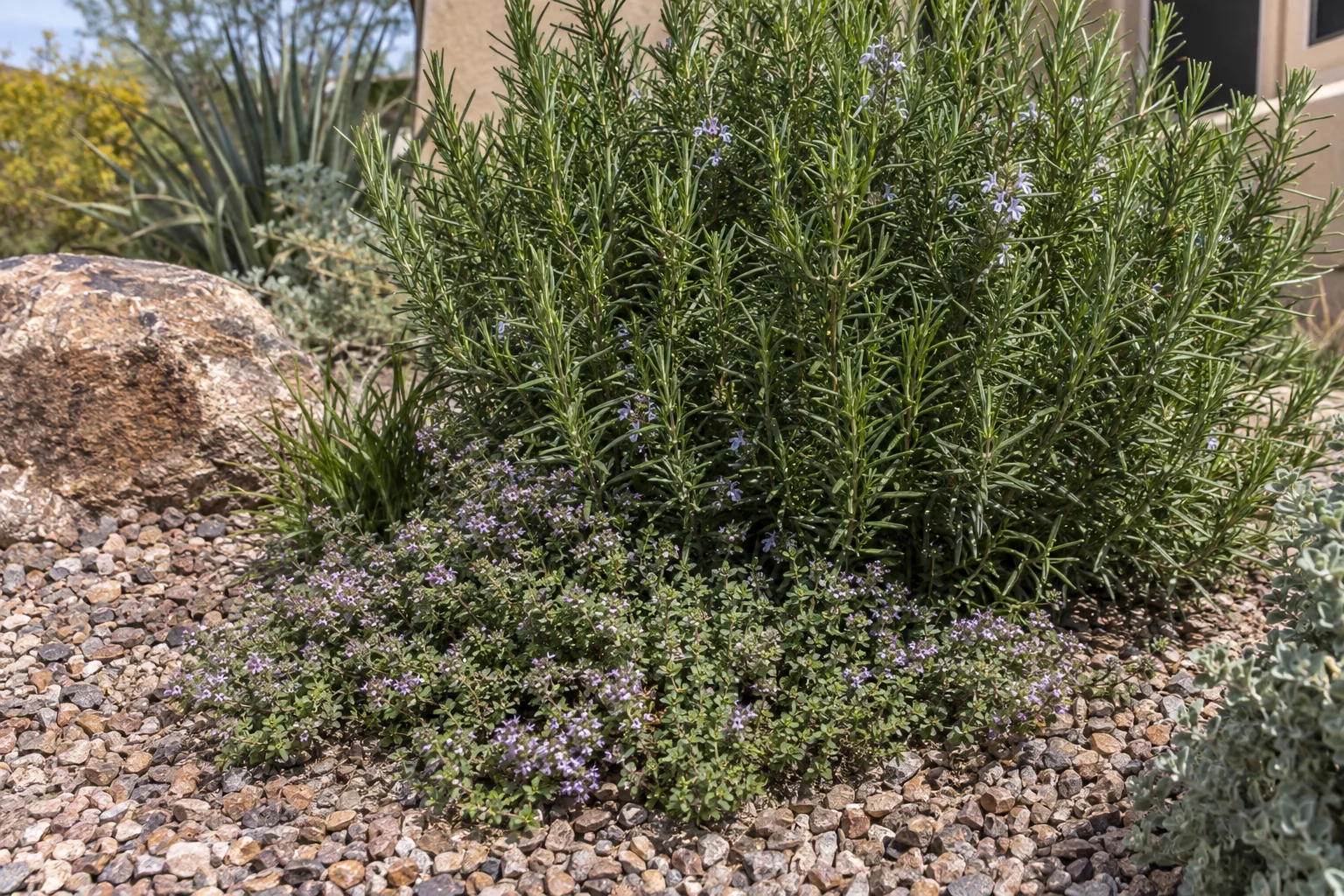 Low thyme spreading beneath a tall rosemary plant in a gravel-mulched desert garden