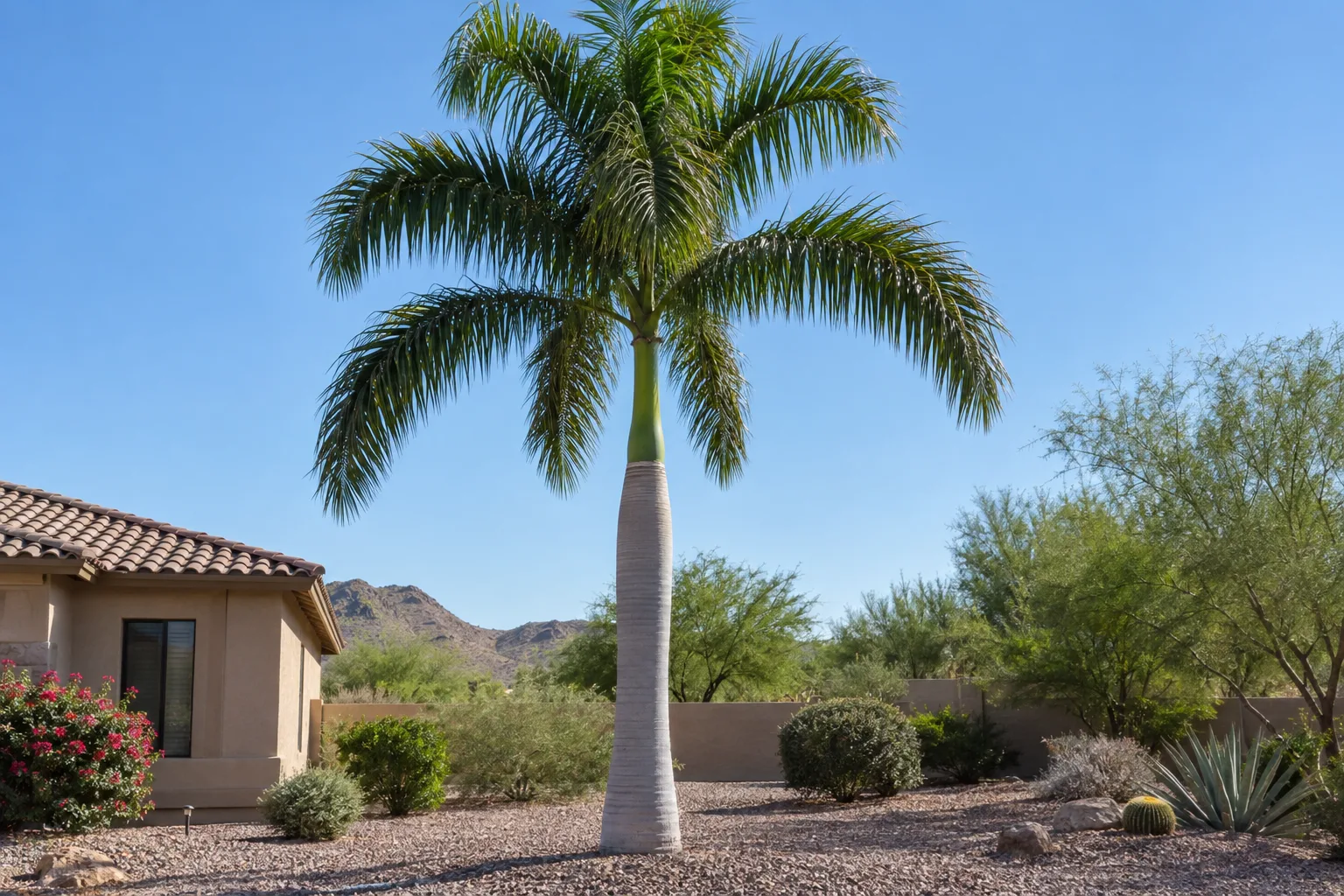 Royal palm with smooth pale grey trunk, green crownshaft and arching feather fronds in a gravel yard