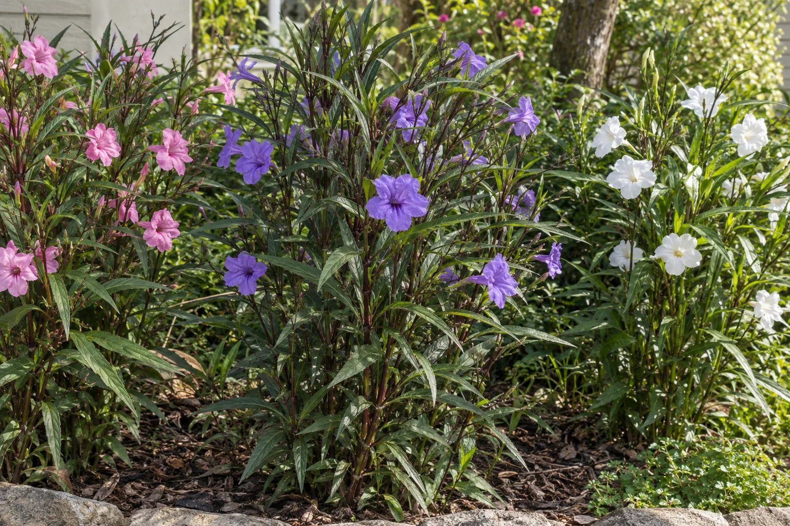 Mexican petunia with purple, pink and white trumpet flowers and narrow dark leaves