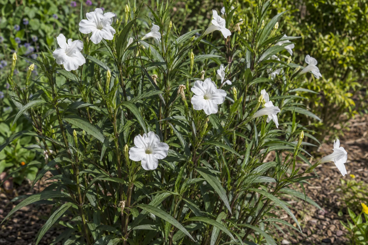 White Mexican petunia with white trumpet flowers on upright stems with narrow dark green leaves