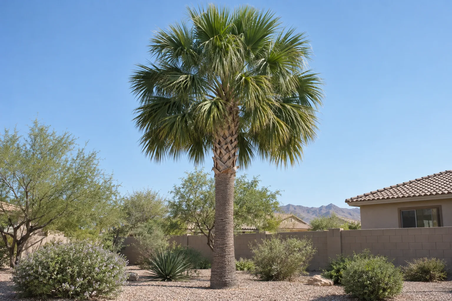 Sabal palm with straight trunk and rounded crown of arching green fan leaves in a gravel yard