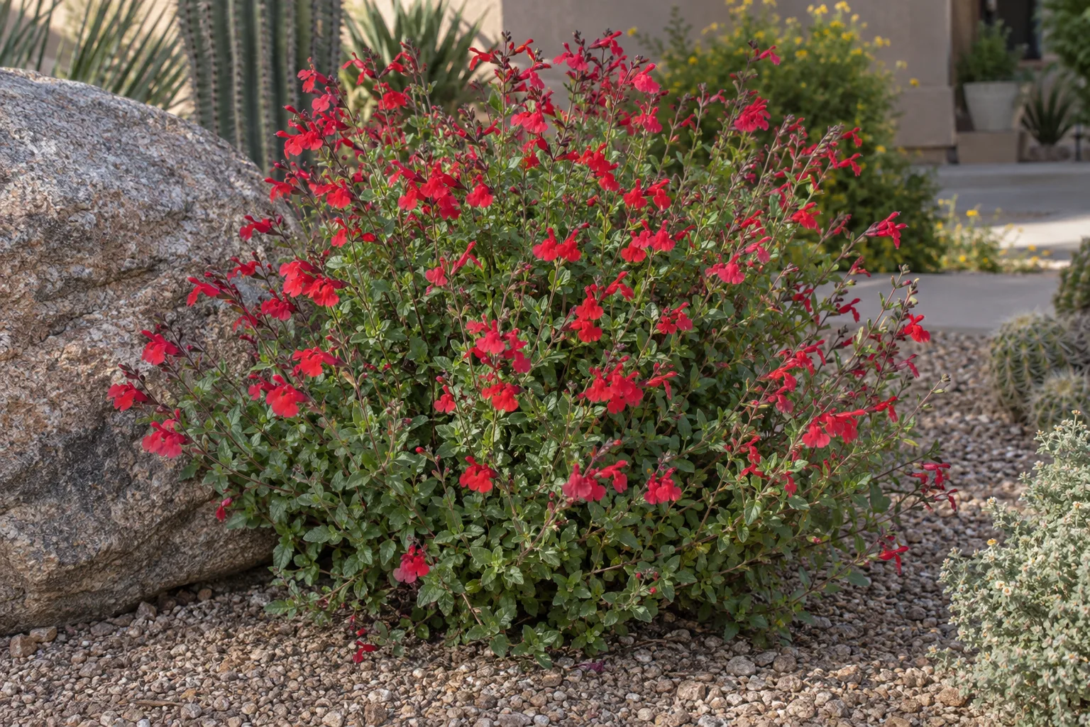 Blaze salvia mound with small green leaves and spikes of vivid red tubular flowers by a boulder