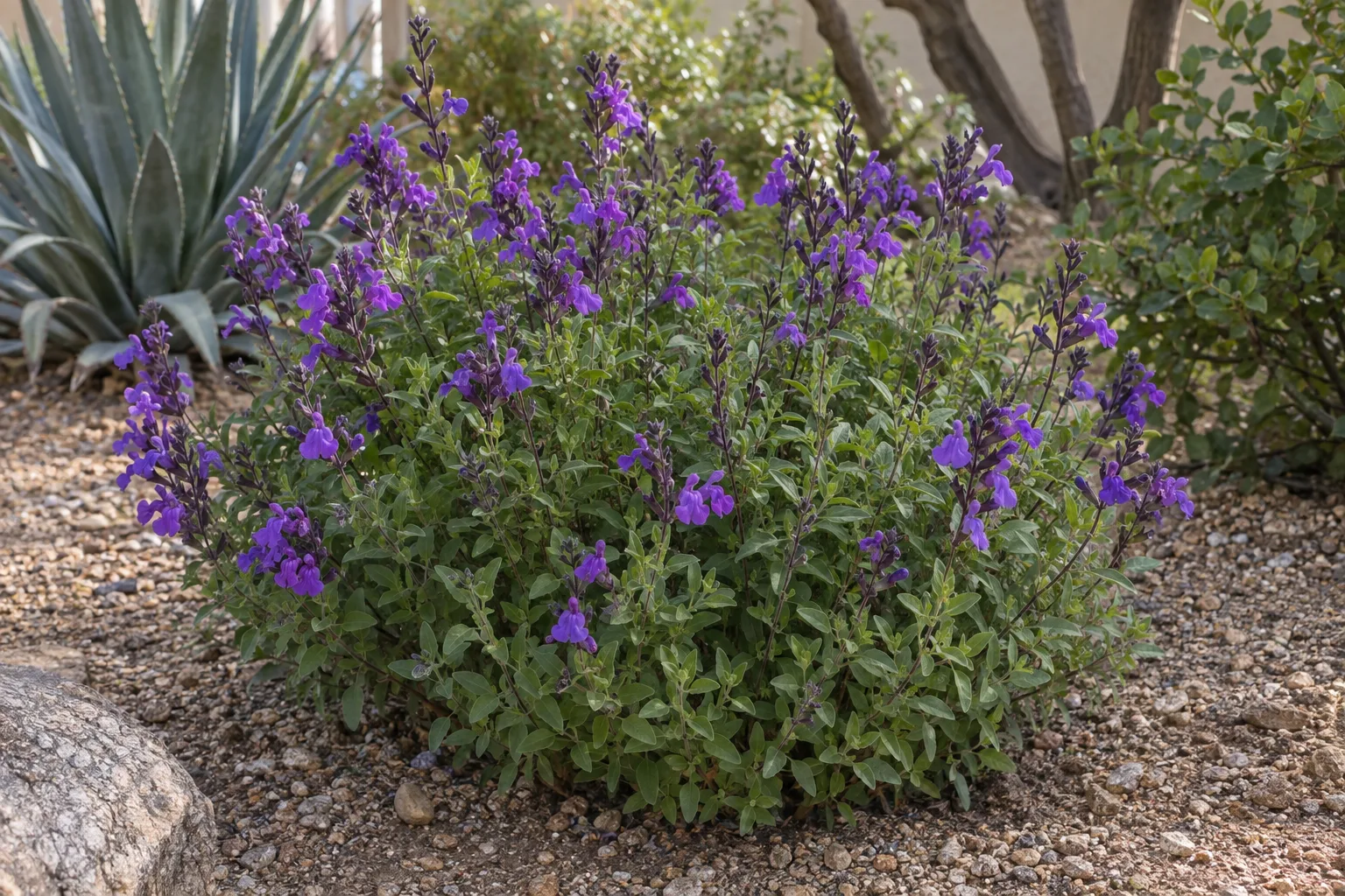 Ignition Purple salvia forming a compact mound with vivid purple two-lipped flowers