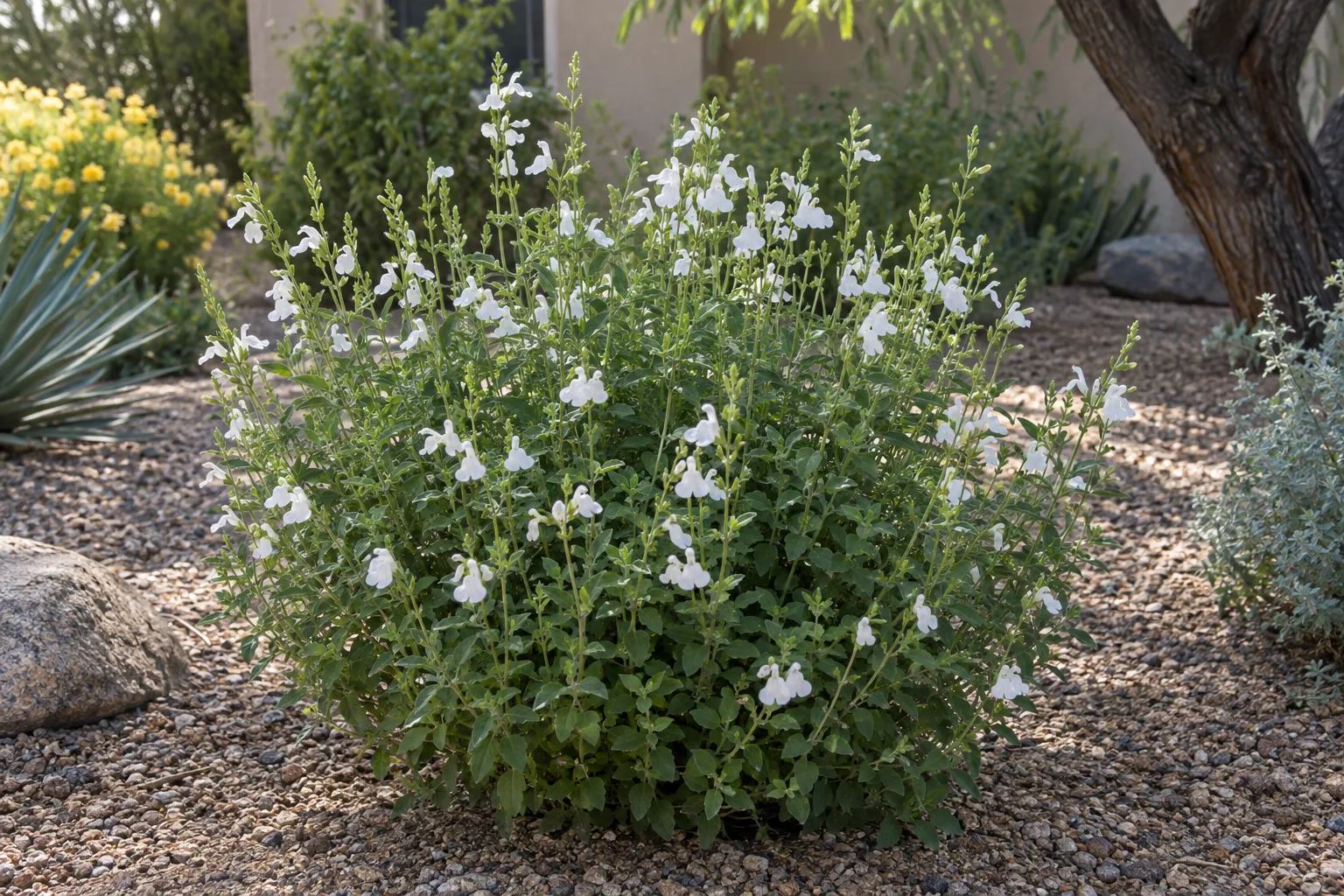 Ignition White salvia, a compact mounded sage with small green leaves and white two-lipped flowers