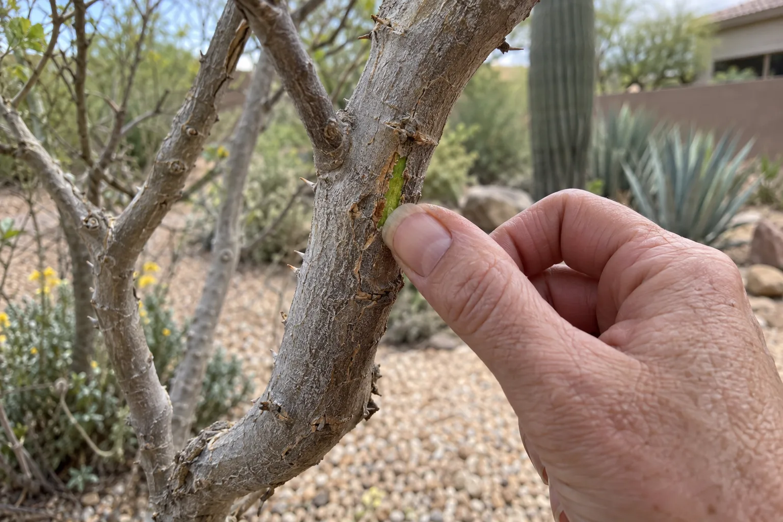 Fingernail scratching bark on a bare branch to show green living tissue