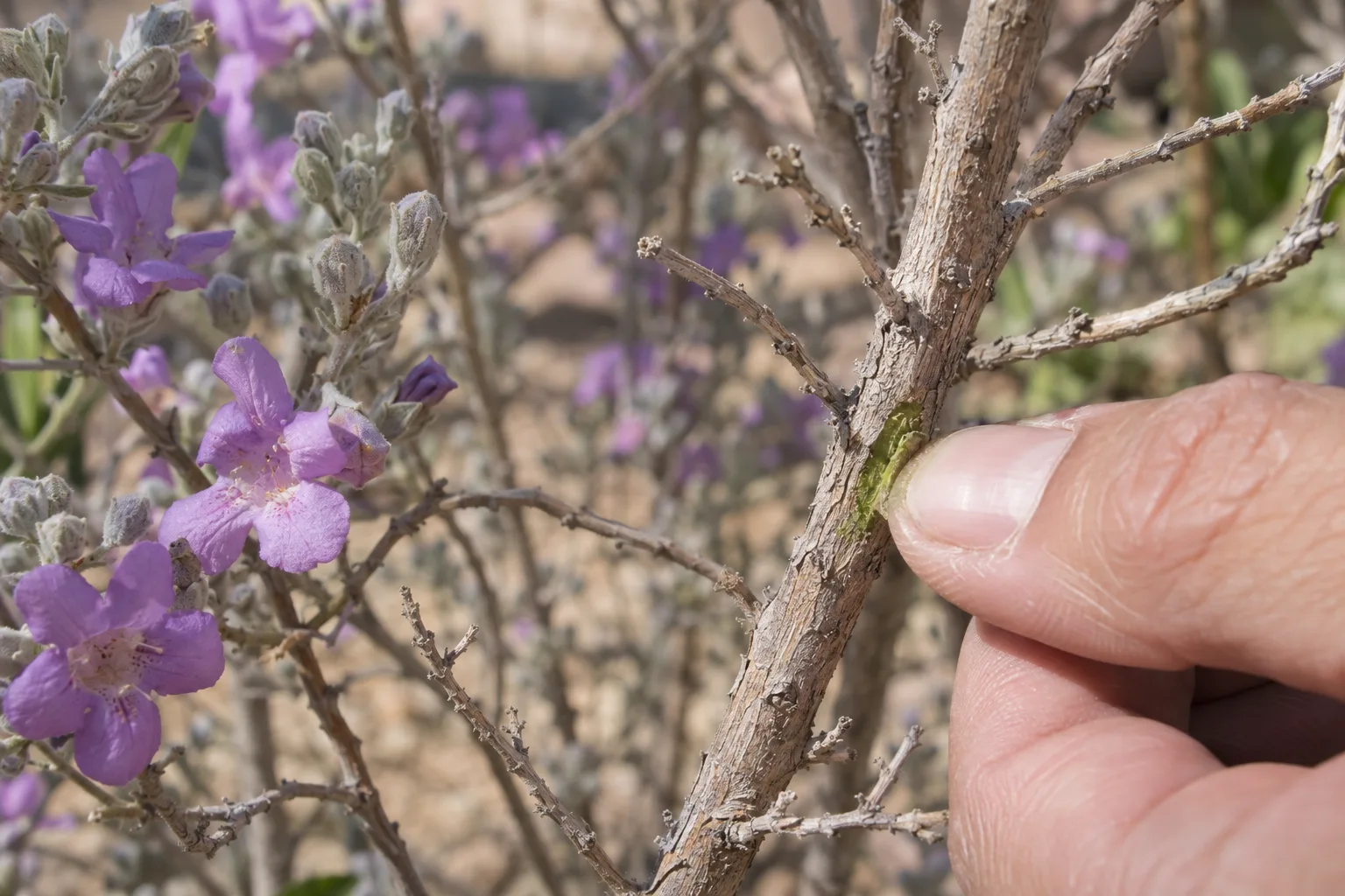 Fingernail scratching a leafless stem to reveal green living bark underneath
