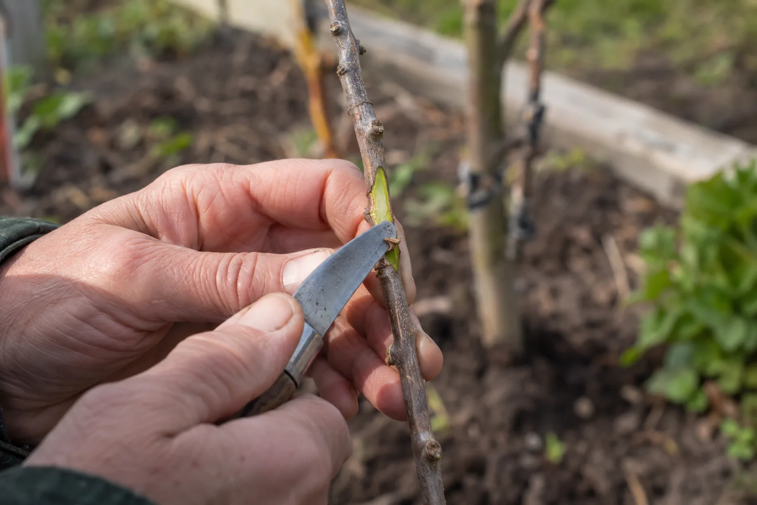 Thumbnail scratching a bare twig to reveal green living tissue beneath the bark