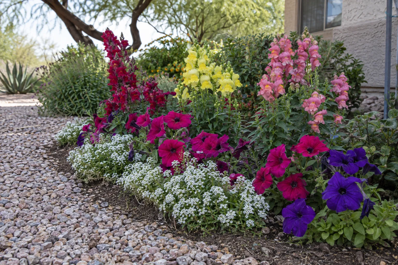 Cool-season annuals blooming in a gravel-edged bed beside a walkway
