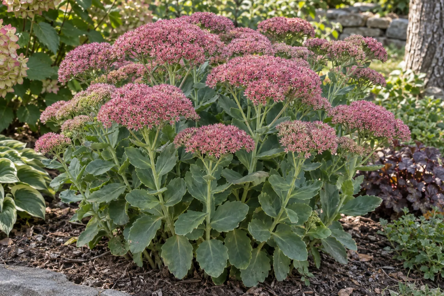 Autumn Joy sedum with dusty rose-pink flat flower heads above fleshy blue-green leaves