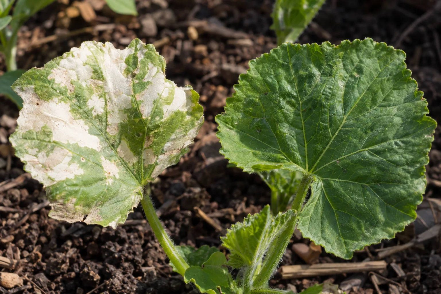 Squash seedling leaf with pale sunburned patches beside a healthy green leaf