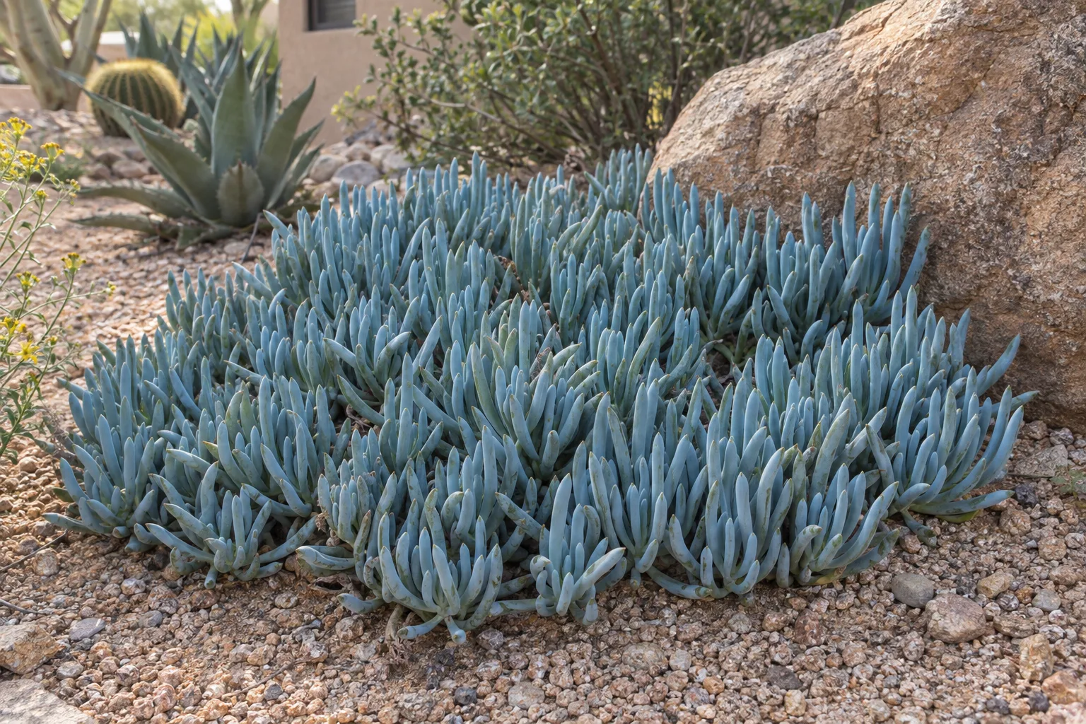 Blue chalksticks groundcover with powdery blue-grey finger-like leaves spreading in a gravel bed