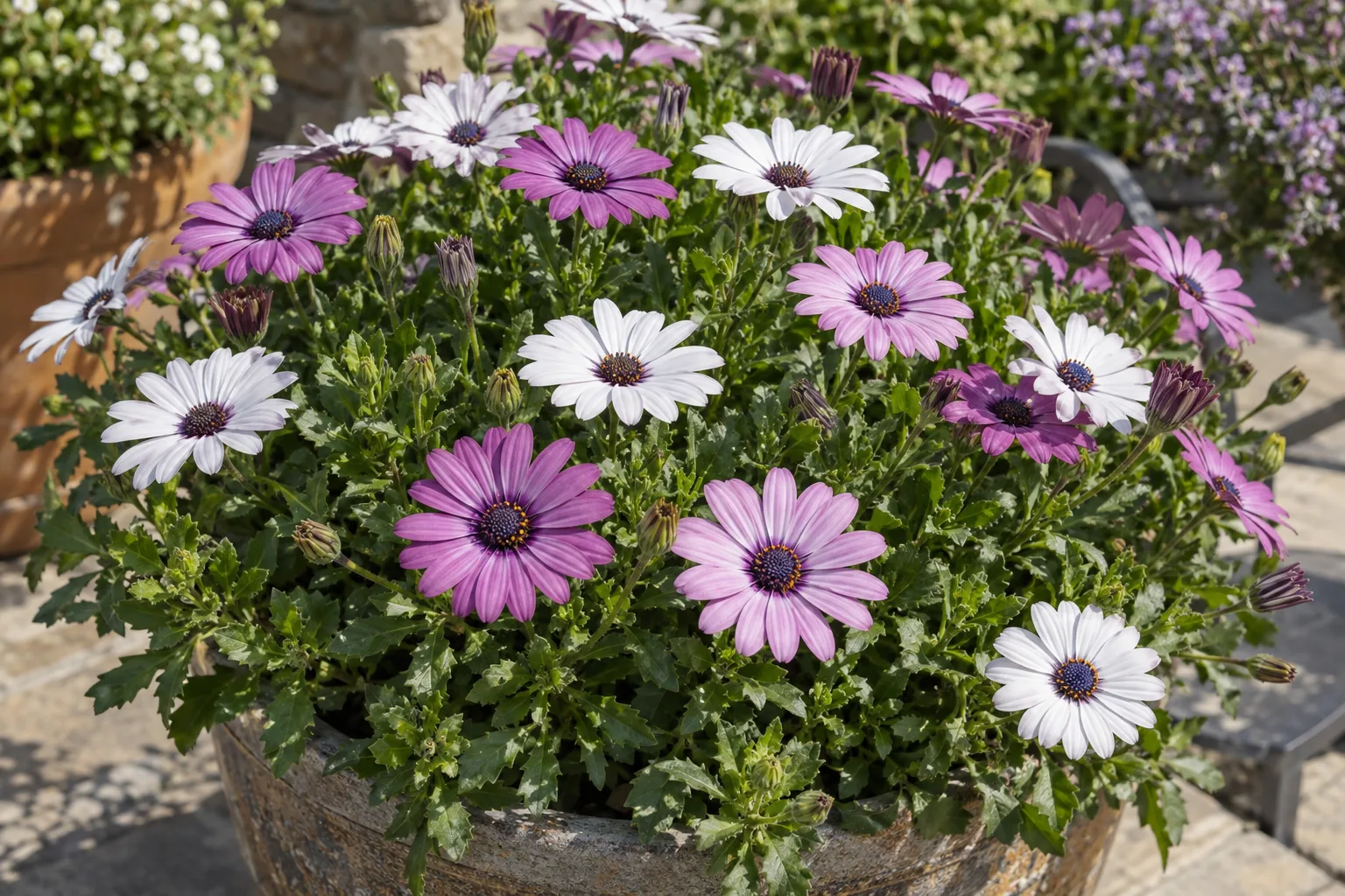 African daisy mix with white, pink and purple daisies with dark centres in a patio container