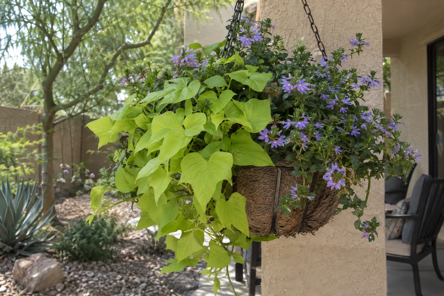 Chartreuse sweet potato vine and blue scaevola in a basket under a patio cover
