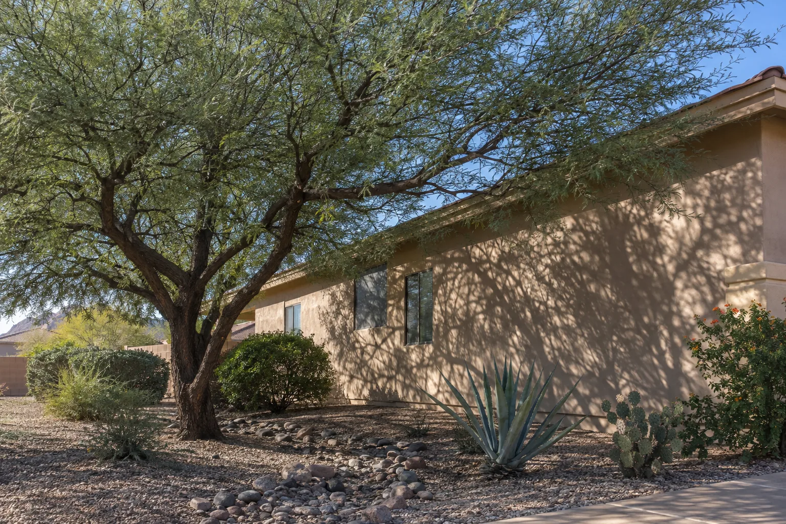Broad shade tree canopy casting afternoon shadow across the west wall of an East Valley home
